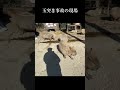 こんなに可愛い玉突き事故見た事ない。【カピバラ】Capybara pileup #shorts
