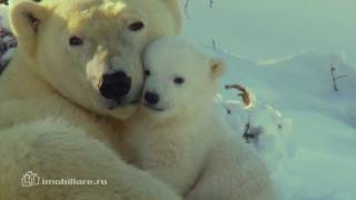 Spot TV Imobiliare ro Cuiburi