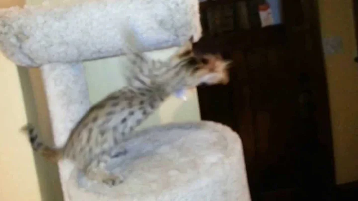 Watch the video about F2 male savannah cat 14 weeks old