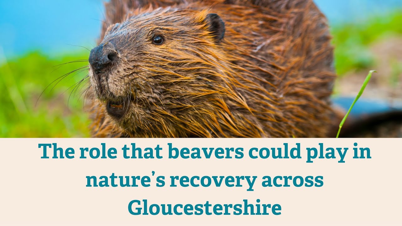The role that beavers could play in nature’s recovery across The role that beavers could play in nature’s recovery across