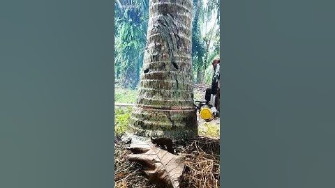 different tricks for cutting down coconut trees#chainsaw#wood#tree