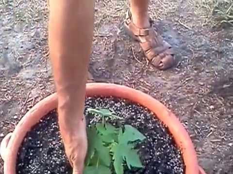How To Plant Papaya Seeds Youtube - Featured Image