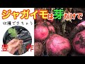 【しわしわ種イモも捨てないで‼️😆🥔】How about harvesting potatoes from just their sprouts? #しわしわ種イモ #じゃがいも #Potato