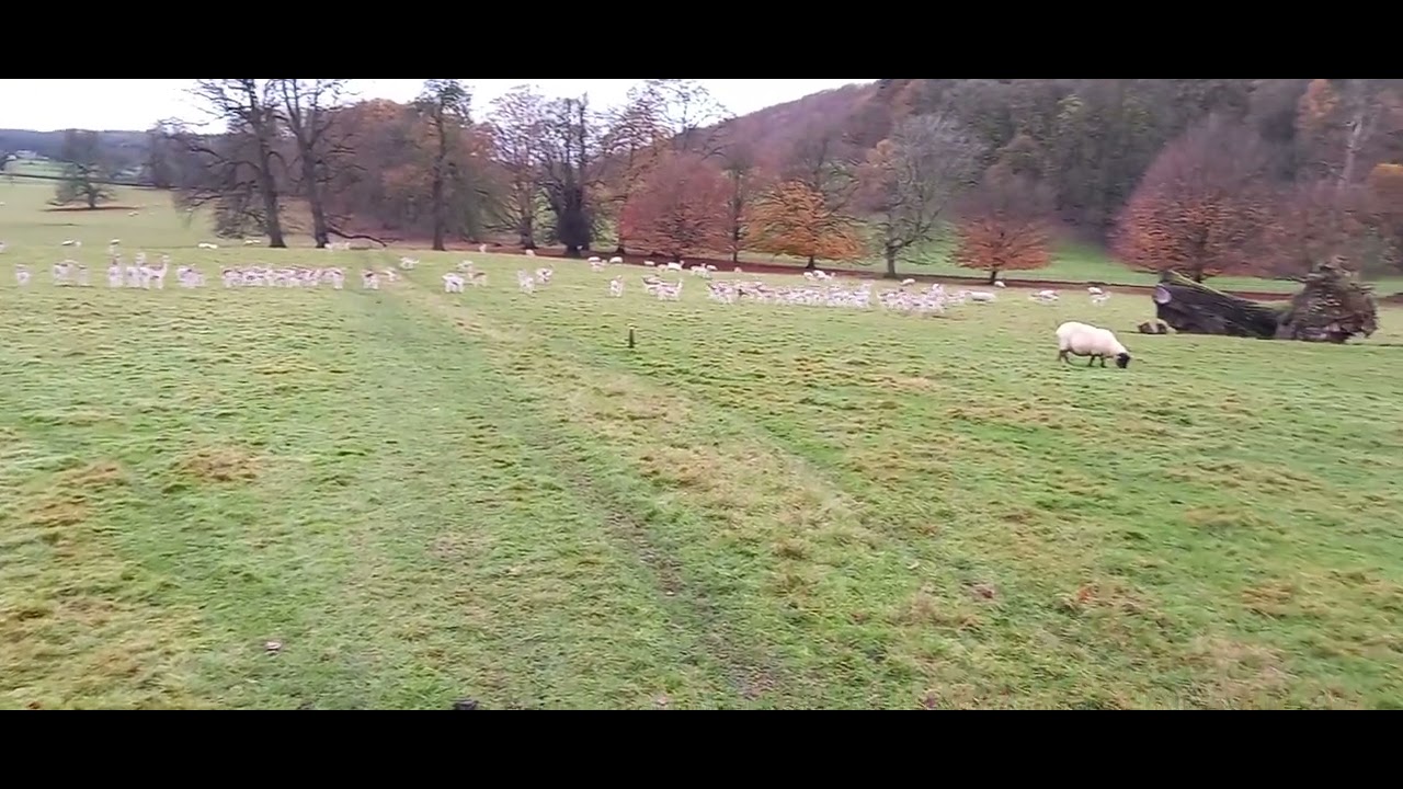 Dallam Park, Milnthorpe, Cumbria