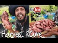 When & How To Harvest & Cure Sweet potatoes/GrowingSweetPotatoes In Containers/MIG/Brokefarmer