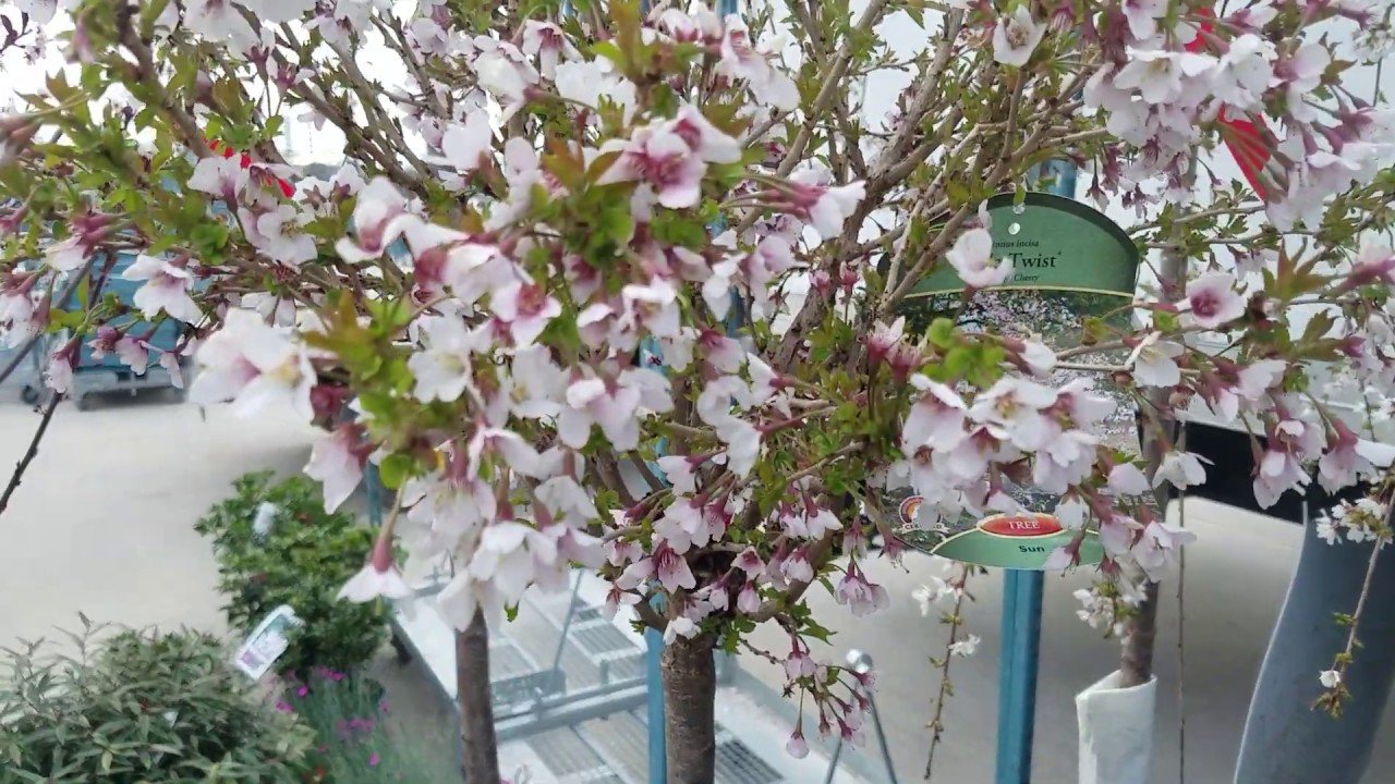 Flowering Cherry & Plum Trees for Early Spring Color (Prunus)