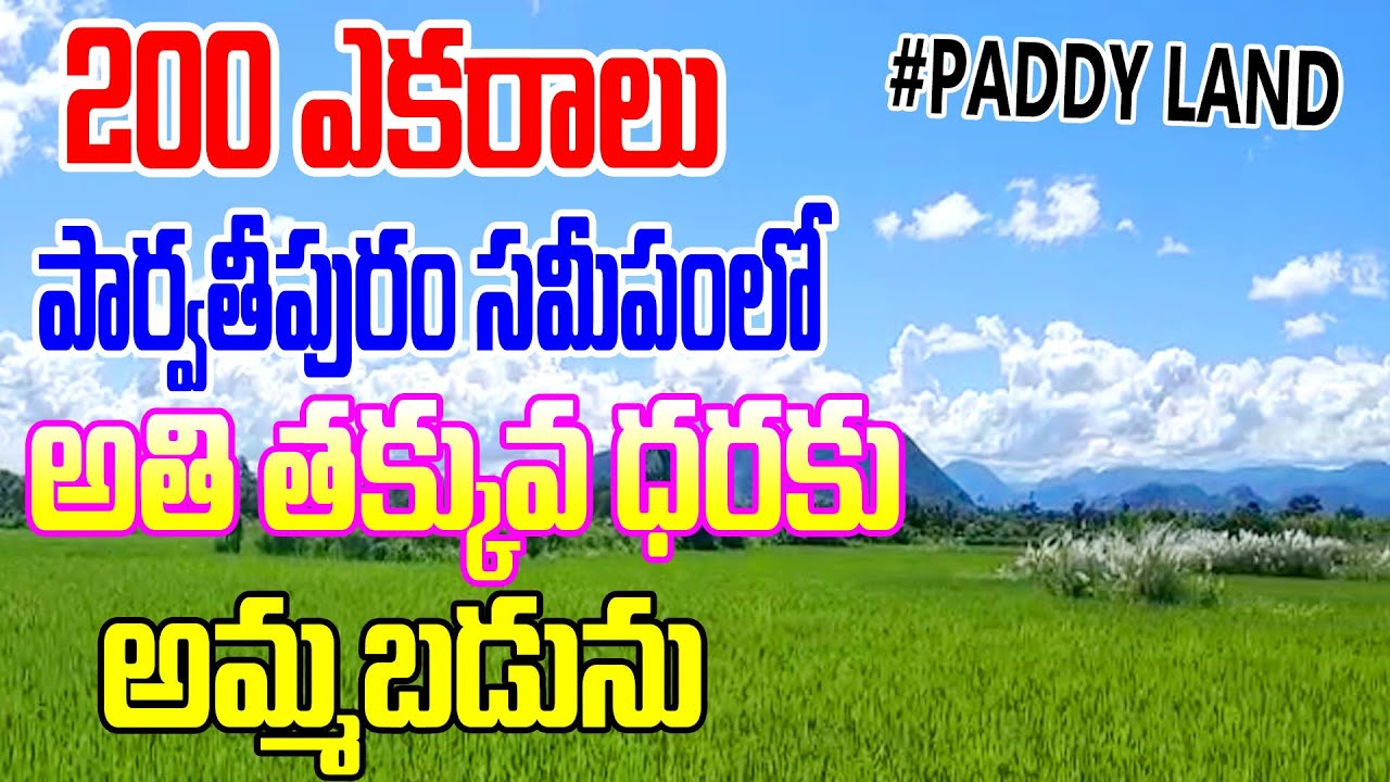 200 Acres Land For Sale In Parvathipuram Compact Paddy Land Sale