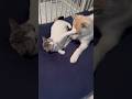 先住猫に怒られた赤ちゃんハスキー #シベリアンハスキー #ハスキー #猫