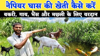 नेपियर घास की खेती कैसे करें | Nepiyar ghas ki kheti | pashu ke liye hara chara