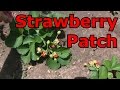 Quinault everbearing strawberry plant  rcolte de la premire anne 