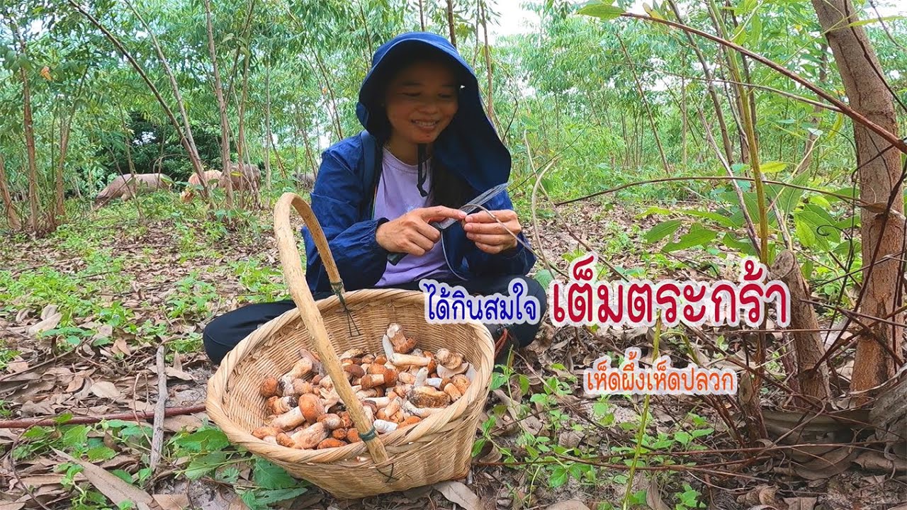 หาเห็ดเพราะแม่บ้านเบื่อปลา เก็บเห็ดปลวกเห็ดผึ้งป่ายูคา