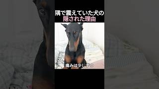 隅で震えていた犬の隠された理由