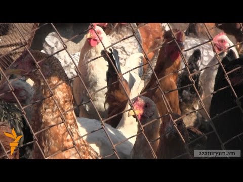 Video: Աքլորները պե՞տք է լինեն ածան հավերի հետ