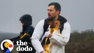 part viral beagles rescue story you never heard dodo
