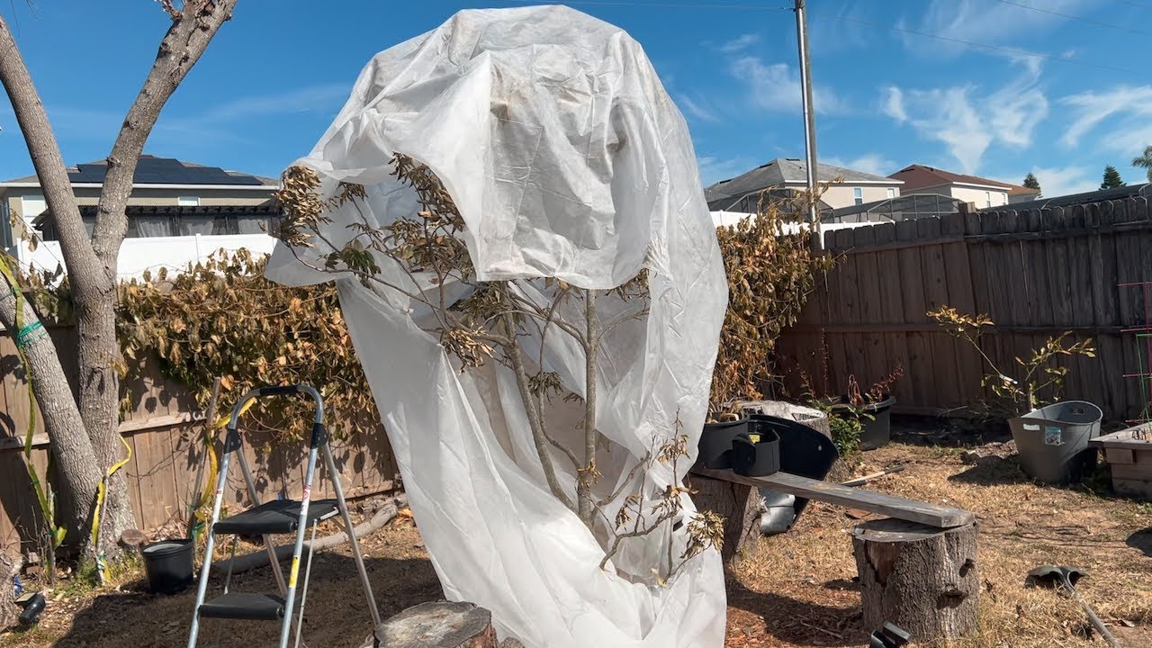 How the Frost affected my Fruit Trees Central Florida 9B YouTube