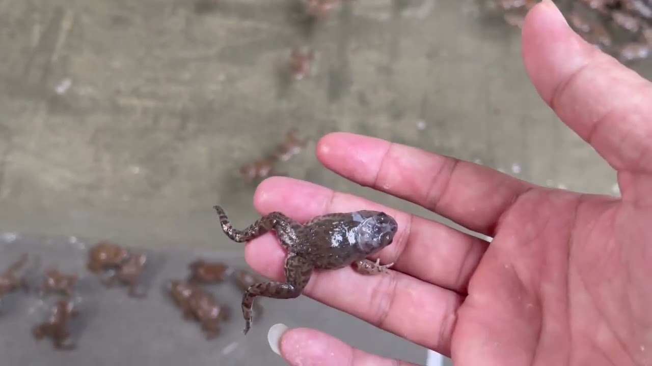 Nuôi Ếch Không Lỗ Nhờ Làm Đúng Kỹ Thuật San Ếch – Xem Ngay!! Phần 2