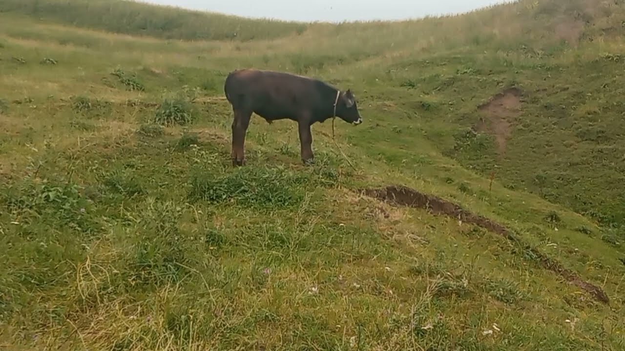 🔴 Kənd yerindən gözəl məlumatlar ❗