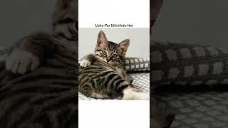 bachpan ❌#cat #relatable #aestheic #funny #memes #shortvideos #popular #cute #comedy