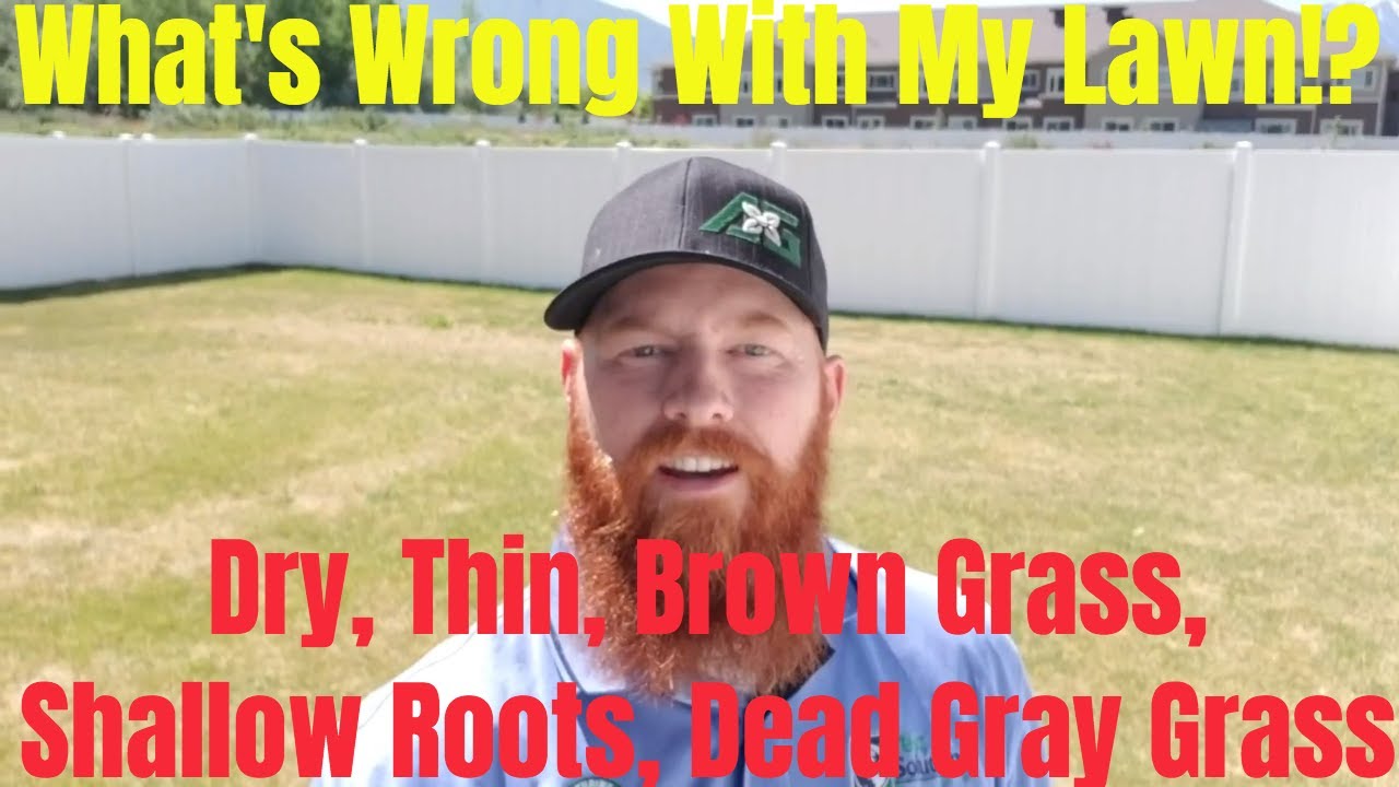 DIY How to fix dry thin lawn, brown lawn, shallow roots, sticky thatch, gray grass.