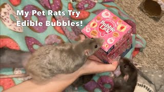 Pet Rats vs Edible Bubbles!