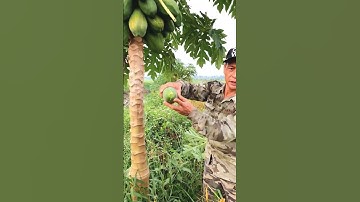 Chữa rắn cắn #shorts