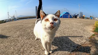 猫島で集まっていた猫たち、散歩中の子供にカリカリを貰って楽しそう