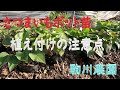 さつまいもポット苗植付の注意点　駒川農園　24.5.20
