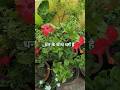 #gardening #flowers #plants #viral #homegardenig #shortsfeed #ytshorts #shorts