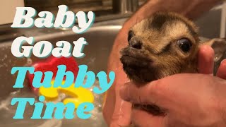 TINY Baby Goat Gets a Bath  Littlefoot Update 5  Woodside Goat Farm