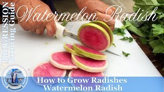 HD How to Grow Watermelon Radish by Direct Sowing