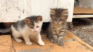 Cute kitten plays with his brother's tail, very funny by Istanbul Cats 1,085 views 11 days ago 3 minutes, 23 seconds