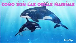 Todo sobre las Orcas Marinas Conoce este Animal Marino🐋 #orcas  #ballenas #ocean #sabiasque #animal