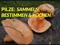 Alles über Pilze: Sammeln, Bestimmen & Kochen [Edelreizker, Maronen-Röhrling] | WildpflanzenTV