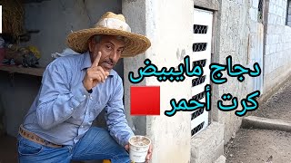 الدجاج الذي لا يبيض لا تضيع وقتك معاه إعطيه كرت أحمر