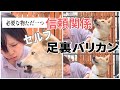 【怖がりな元保護犬の足裏ケア】必要なのは信頼関係⁈セルフで足裏バリカン