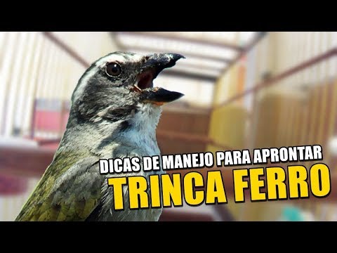 Canto Para Esquentar Trinca Ferro Frio Dicas De Manejo Para Aprontar Seu Trinca Ferro Youtube