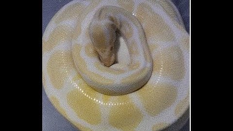 Ball Python Maternal Incubation