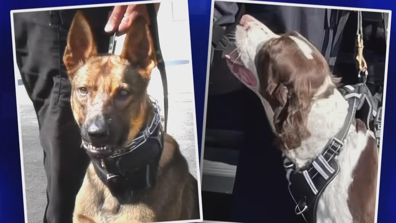 Chief Of Sheriff’s Department K-9 Unit Charged With Death Of 2 Dogs In Hot Car