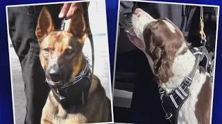 Chief Of Sheriff’s Department K-9 Unit Charged With Death Of 2 Dogs In Hot Car
