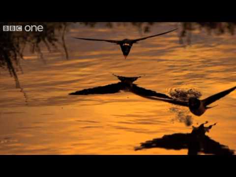 Video: Vliegen boerenzwaluwen 's nachts?