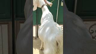 Mashallah ❤️ || Sojat Gulabi Khaasi Goat 🐐 #goat #shorts #goatfarming #bakripalan