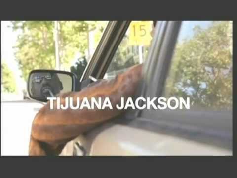 Tijuana Jackson Motivational Life Coach / Can I Twitter that shitter