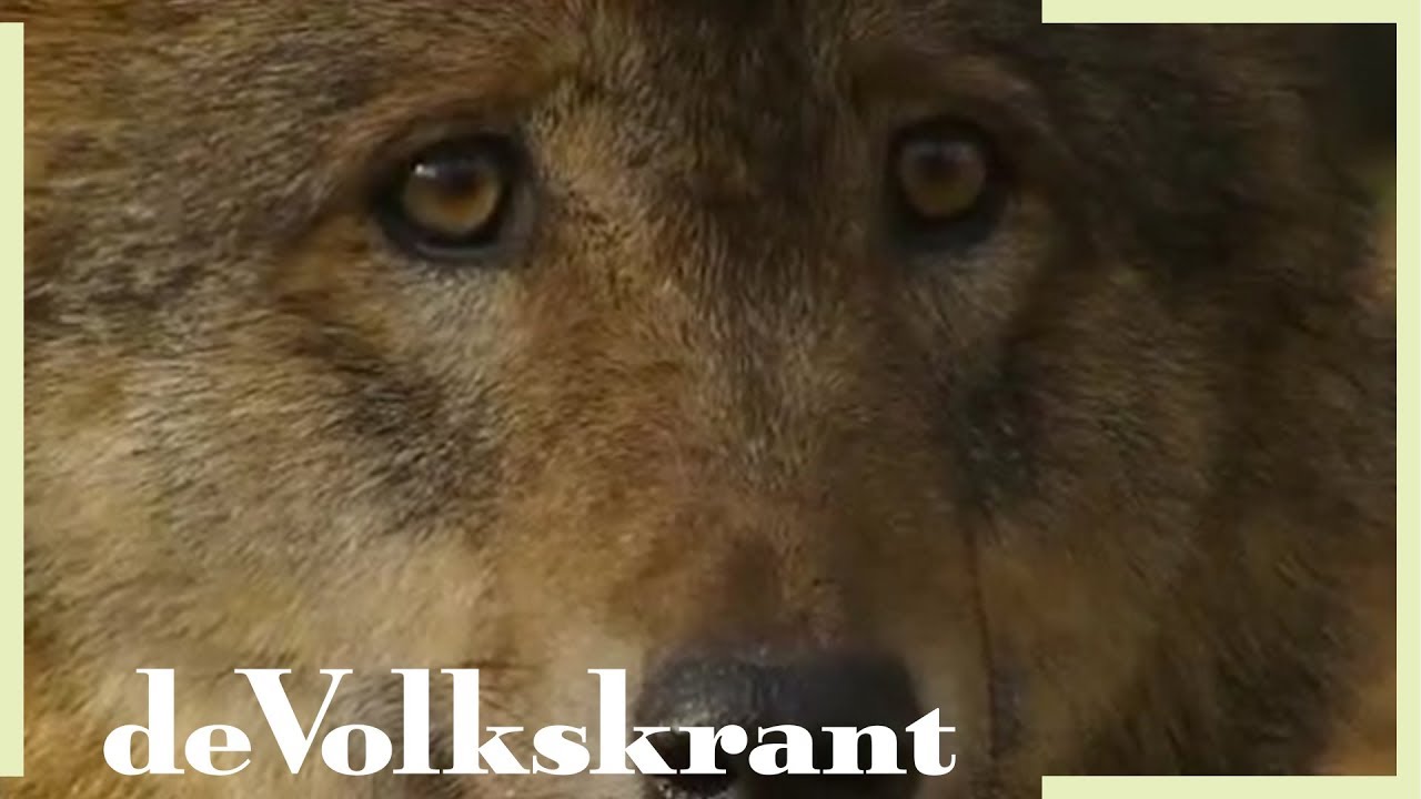 De Wolf Is Terug In Nederland Wat Doe Je Als Je Er Een Tegenkomt De Hot Sex Picture De Wolf Is Terug In Nederland Wat Doe Je Als Je Er Een Tegenkomt De Hot Sex Picture