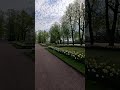 Narcissus Flower Beds in Tsarskoe Selo #nature #gardeningtips #fyp
