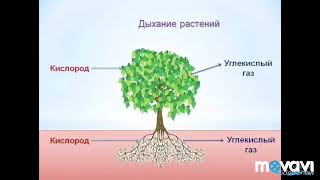 Дыхание растений. Биология в стихах 6 класс. Дыхание растений. Биология в стихах 6 класс.