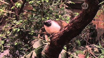 Homework Hotline Zoophily: Pied Tamarin