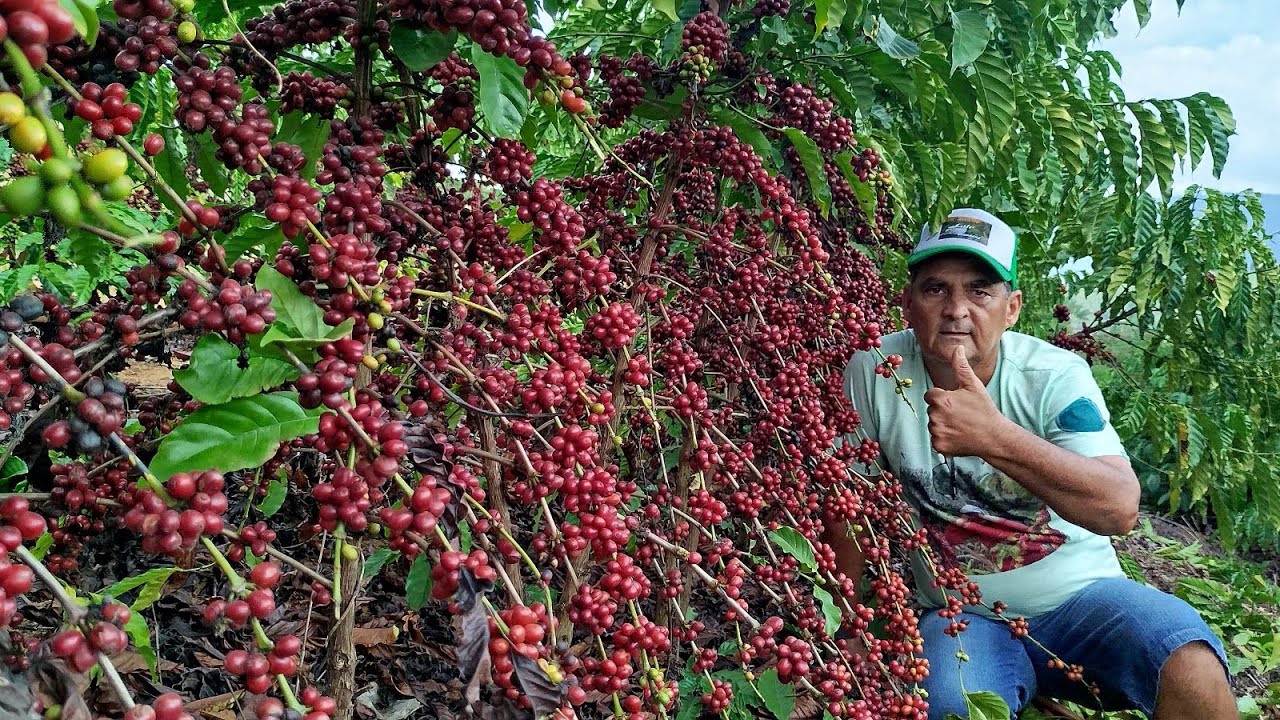 (200).SACA NA PRIMEIRA COLHEITA DESSA LAVOURA.POR E QUITARIA.veja o vídeo.???