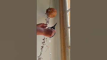 Propagating String of Hearts 🌿 #plants #houseplants #howto #plantcaretips #gardening