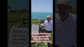 inek ile resim çektirmek cezai ıslem burası sinop #automobile #patataya #travel