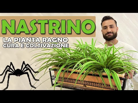 Video: Fertilizzante per piante ragno: informazioni sulla fertilizzazione di una pianta ragno